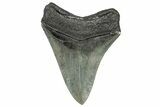 Serrated, Fossil Megalodon Tooth - South Carolina #328972-1